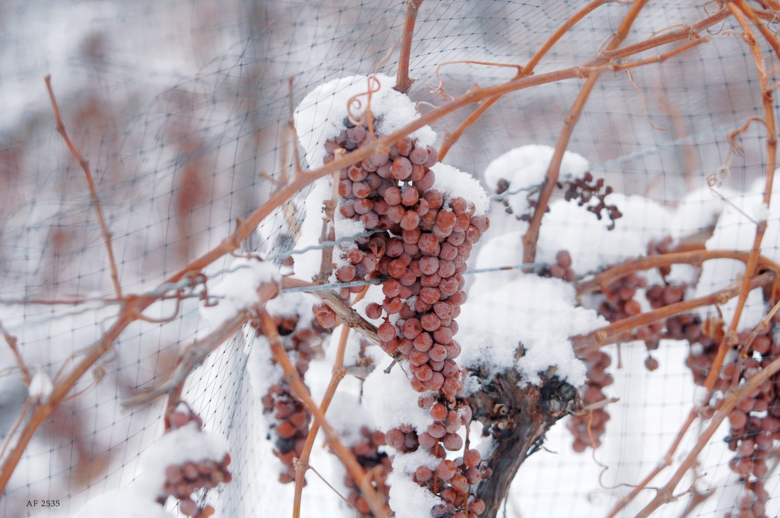 Frozen grapes on the vine under snow in the Niagara Peninsula